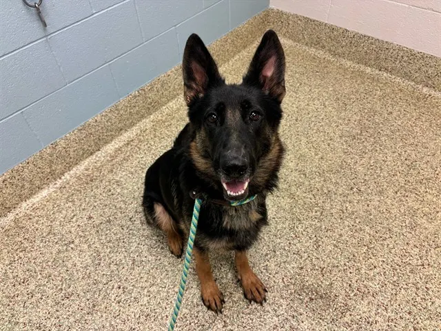 Adoptable Dog