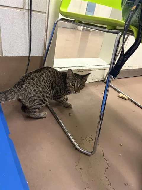 Adoptable Cat