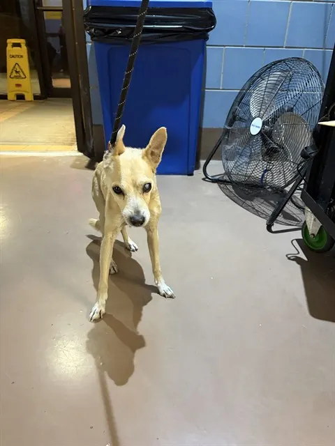 Adoptable Dog