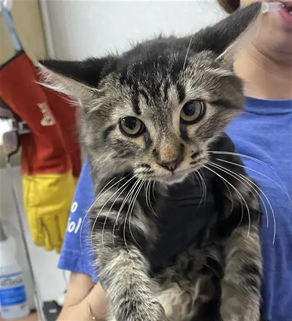 Adoptable Cat