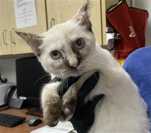 Adoptable Cat