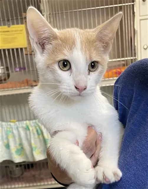 Adoptable Cat