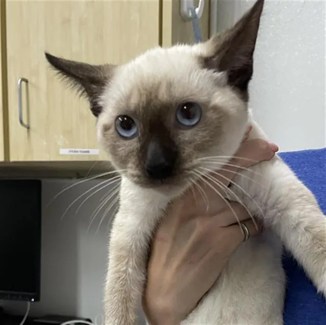Adoptable Cat