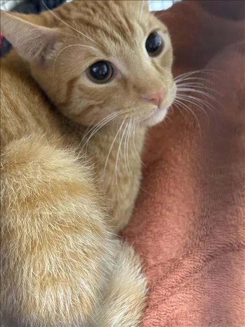 Timmy