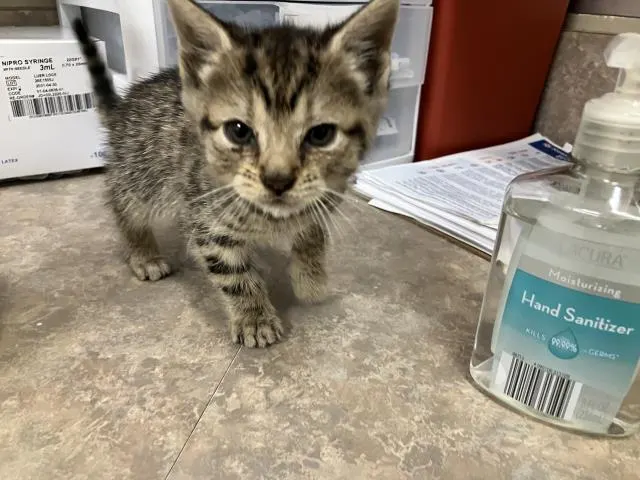 Adoptable Cat