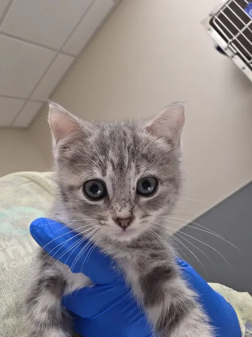 *Miindy