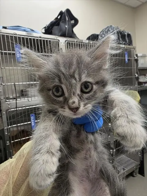 *Lulu