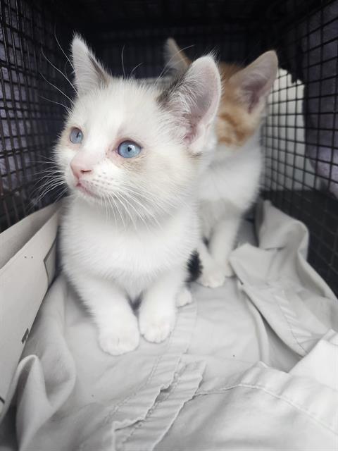Mittens