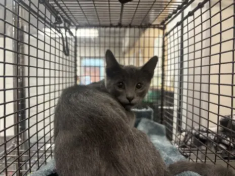 Adoptable Cat