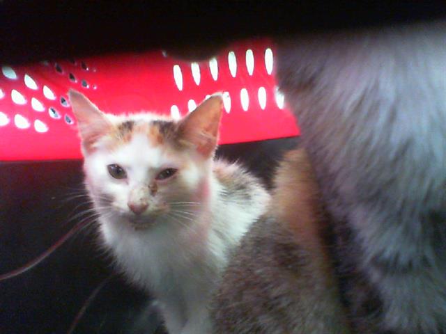 Adoptable Cat