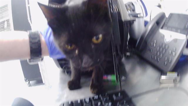 Adoptable Cat