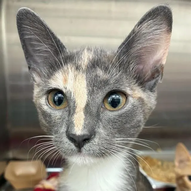 Matilda