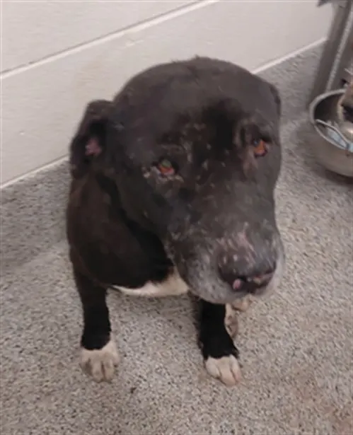 Adoptable Dog