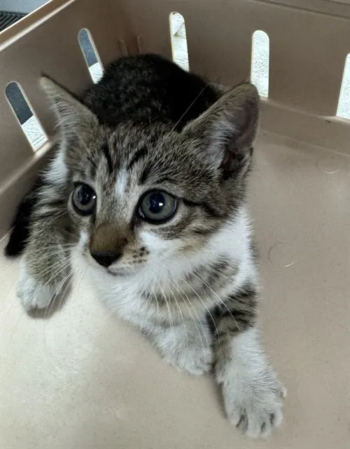 Adoptable Cat