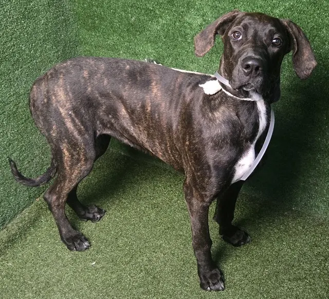 Nova