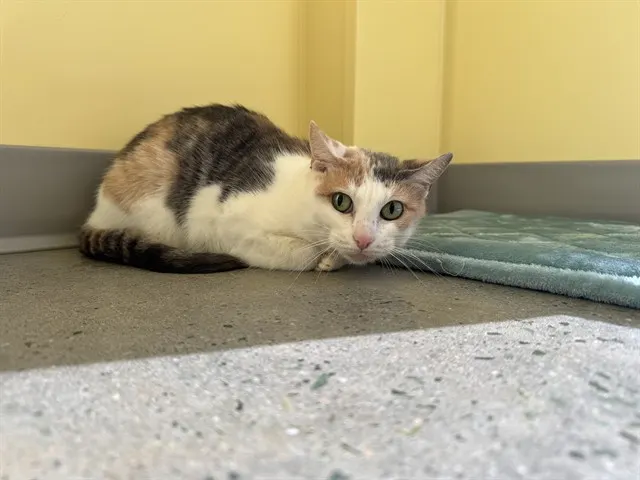Cali