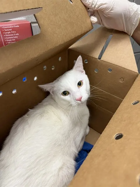 Snowball