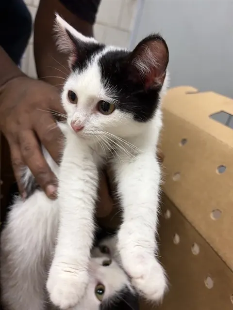 Adoptable Cat