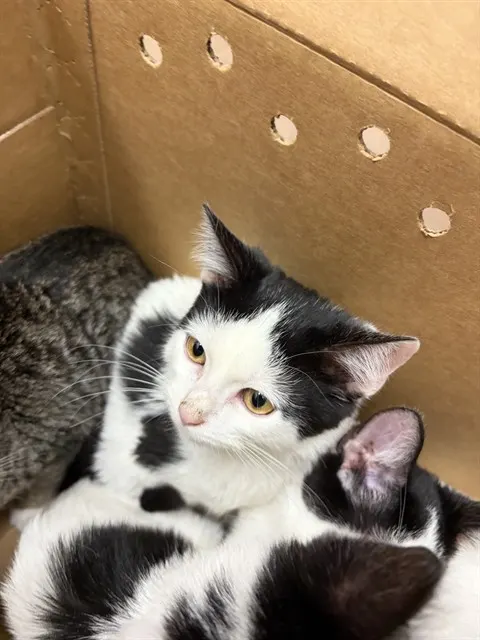 Adoptable Cat
