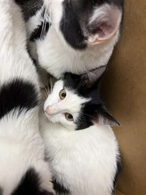 Adoptable Cat