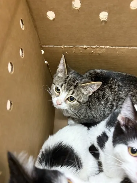 Adoptable Cat