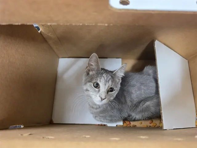 Nina