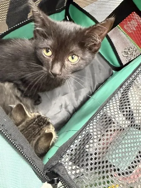 Adoptable Cat