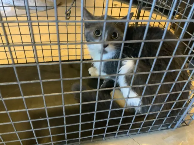 Adoptable Cat