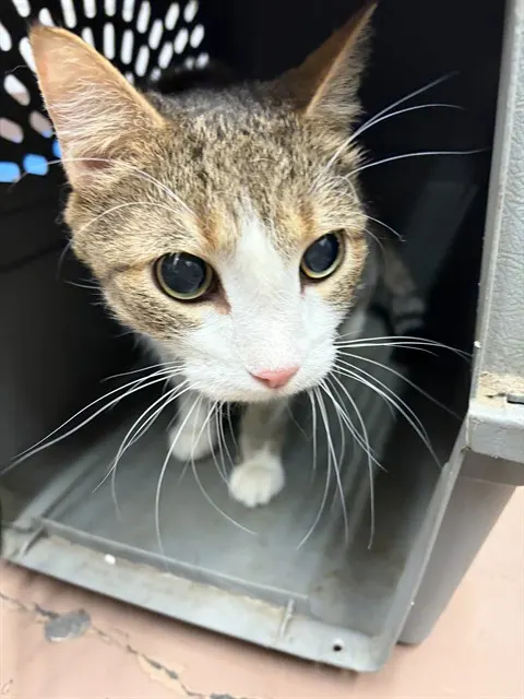 Adoptable Cat