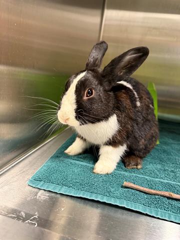 Adoptable pet