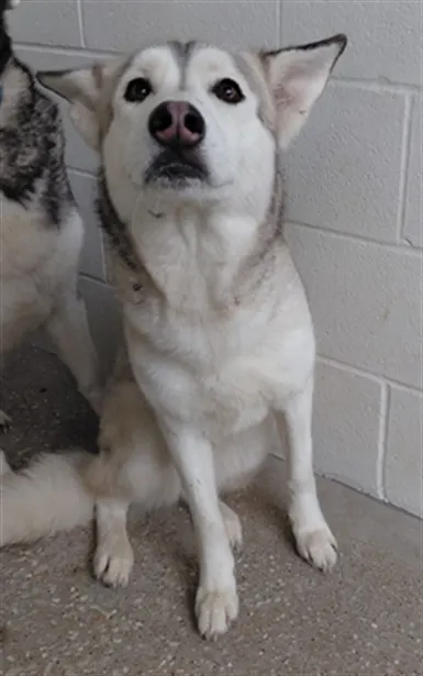 Adoptable Dog
