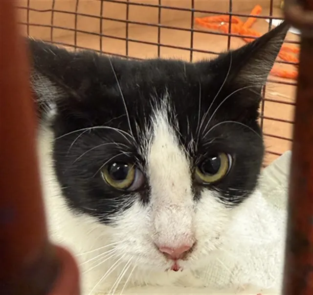 Adoptable Cat