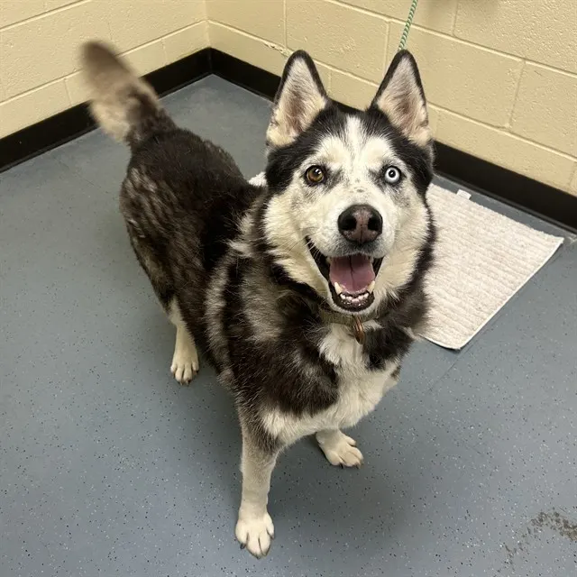 Kodiak