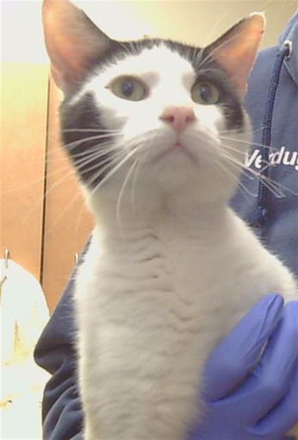 Adoptable Cat