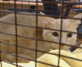Adoptable Cat