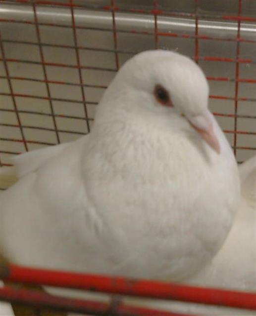 Skipper