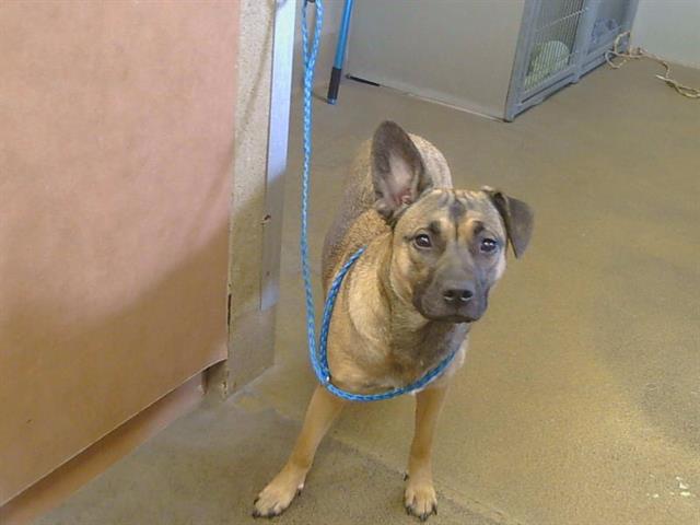 Adoptable Dog