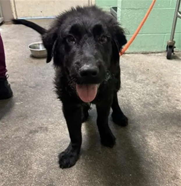 Adoptable Dog