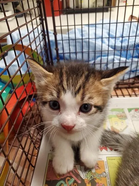 Adoptable Cat