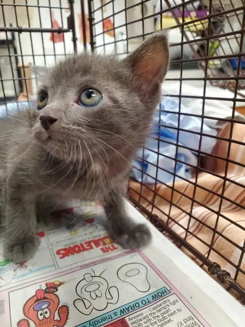 Adoptable Cat