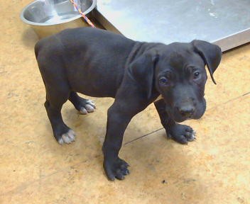 Adoptable Dog