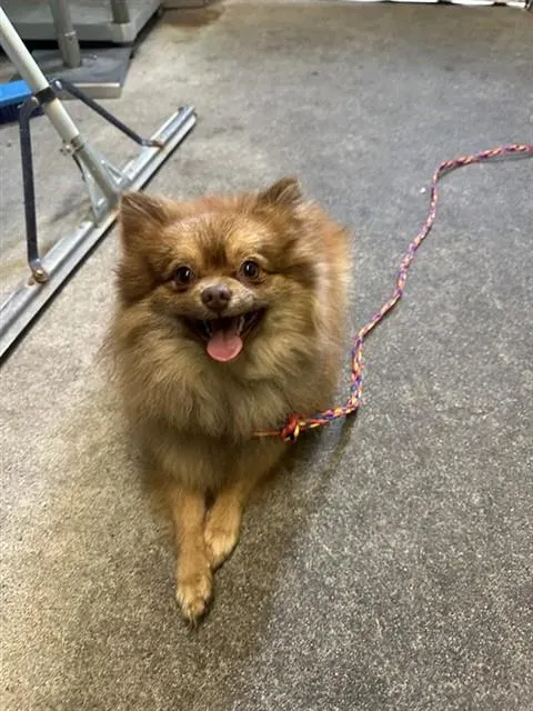 Adoptable Dog