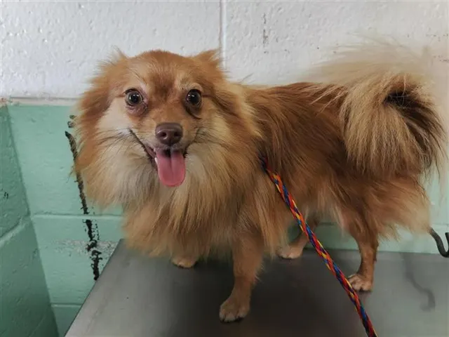 Adoptable Dog