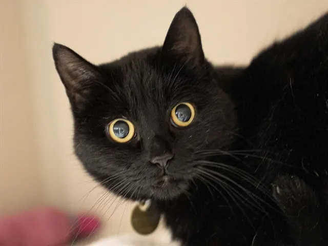 Meownis Tirith