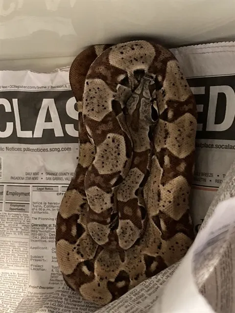 Raja