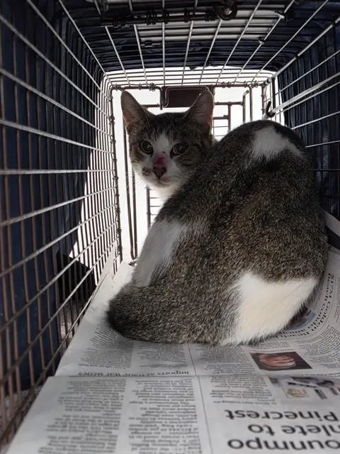 Adoptable Cat