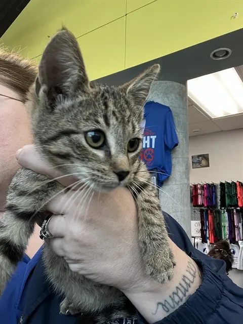 Maya