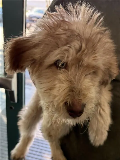 Adoptable Dog