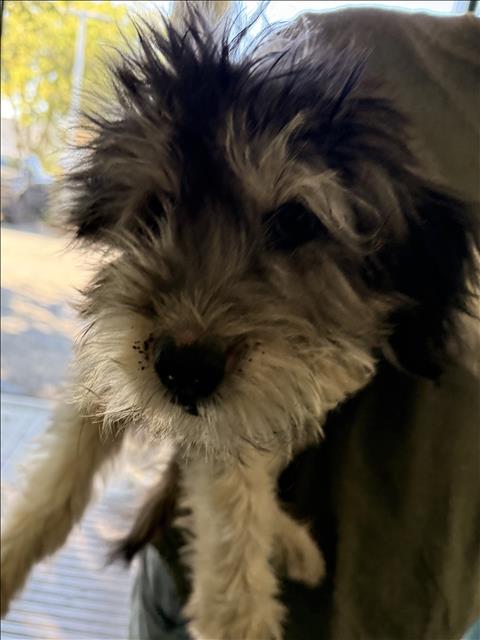 Adoptable Dog