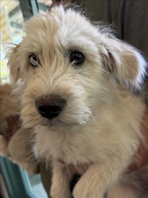 Adoptable Dog